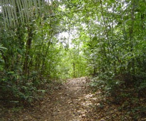 Mutis Forest. Source: imagenesviajeros.com